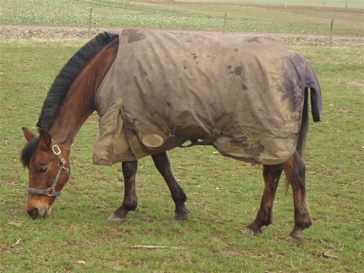Anden særlig race Jane - Jane på marken billede 3