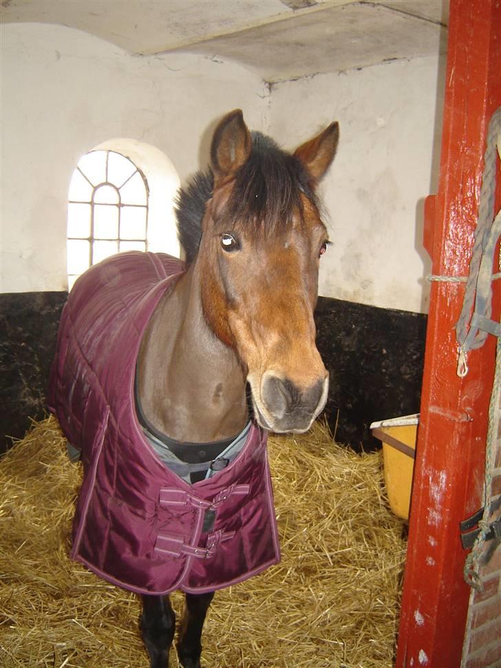 Anden særlig race Jane - Jane i stalden :) hun er så fin med det dækken billede 4