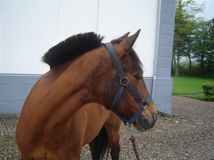 Anden særlig race Jane - Jane på vej til mark billede 5