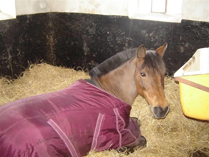 Anden særlig race Jane - godmorgen piger! billede 6