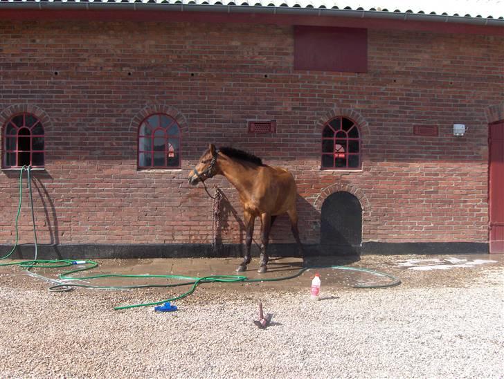 Anden særlig race Jane - det klør altså helt vildt billede 7