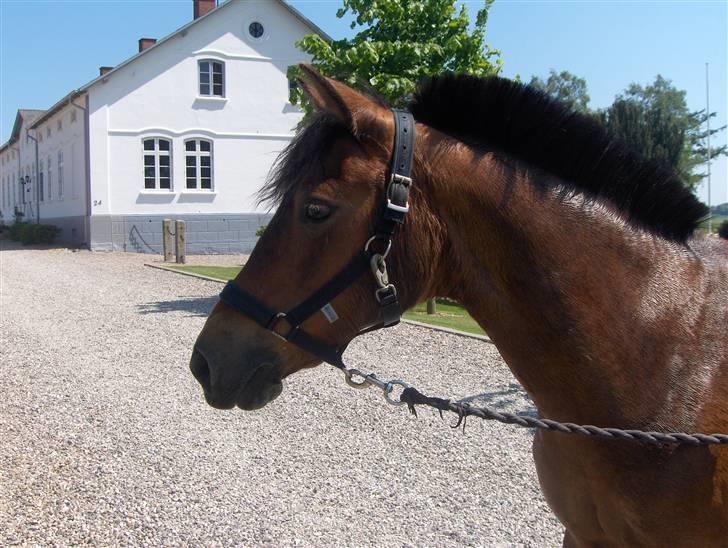 Anden særlig race Jane - her har hun et sødt hoved billede 8