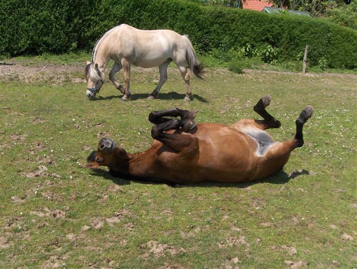 Anden særlig race Jane - elsker at trille billede 9