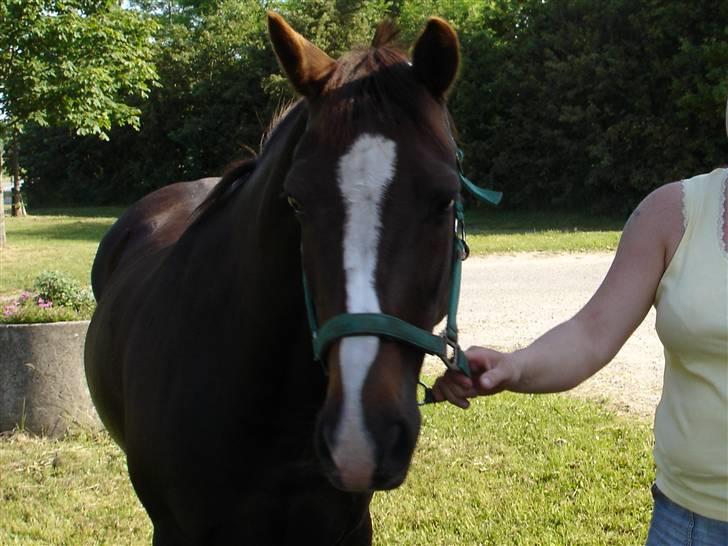 New Forest  carlo    SOLGT  - lige da han kom  (DETTE BILLEDE MÅ IKKE KOPIRES) billede 5