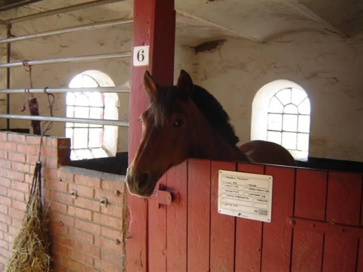 Anden særlig race Jane - jeg er bare så nuttet, man kan ikke se jeg er 22 år her =0) billede 12