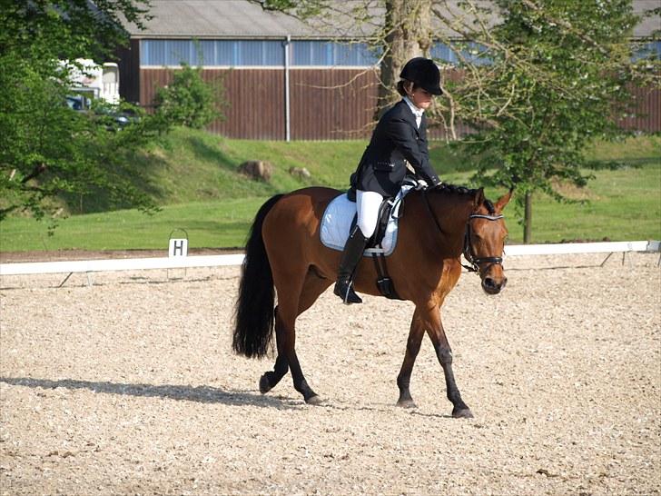 DSP Lanciano Kærlund A-PONY - på broholm :D billede 17