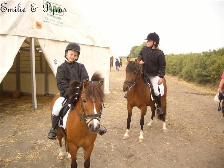 Anden særlig race Pyrus - Landsfinalerne 2006 billede 4