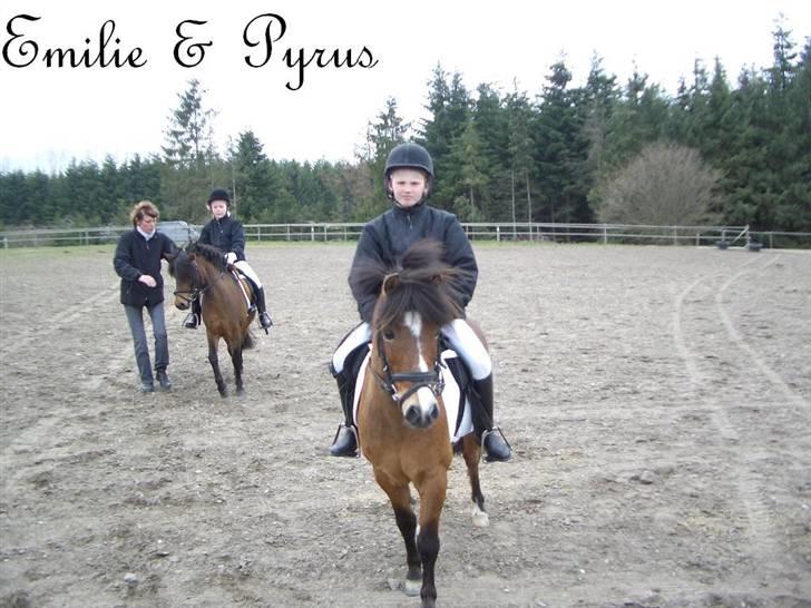 Anden særlig race Pyrus billede 5