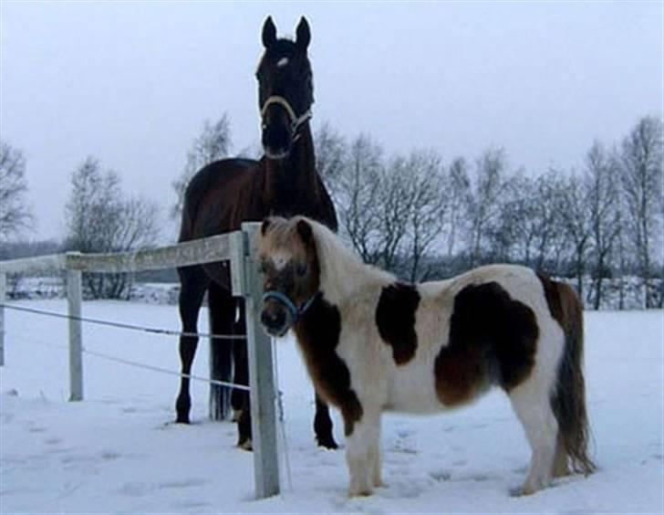 Shetlænder Hiawatha <3 Solgt - R.I.P - Hiawatha og lysander i sneen ude på springbanen billede 1