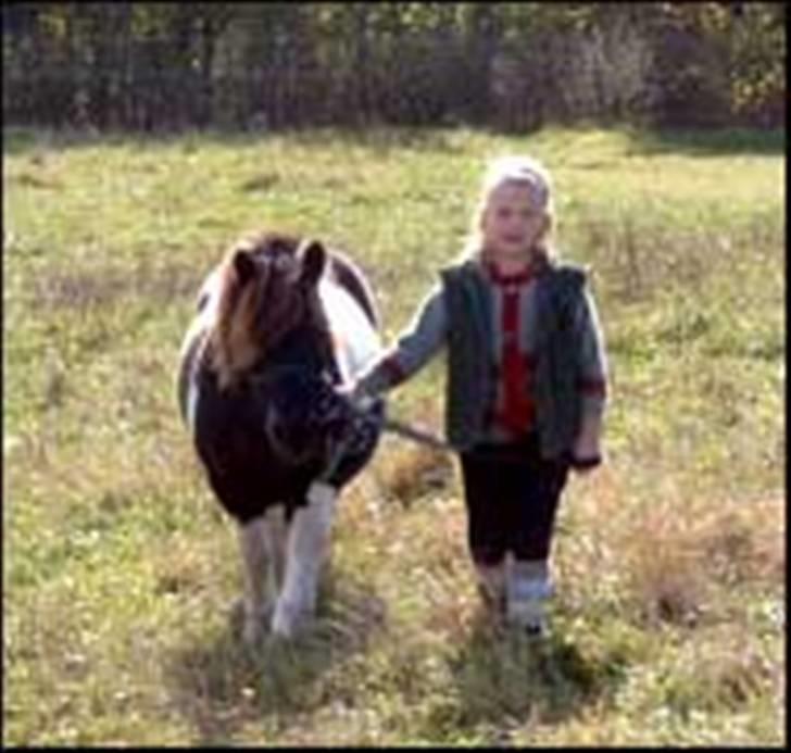 Shetlænder Bullermand billede 2