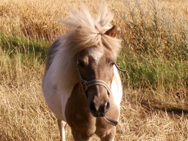 Shetlænder Hiawatha <3 Solgt - R.I.P - Hutta på sommergræs billede 3