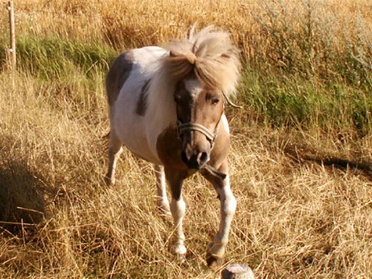 Shetlænder Hiawatha <3 Solgt - R.I.P - Hutta på græs billede 5