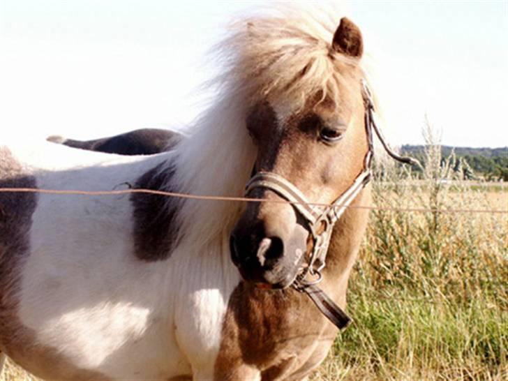 Shetlænder Hiawatha <3 Solgt - R.I.P - Nærbilled af smukke hutta billede 6