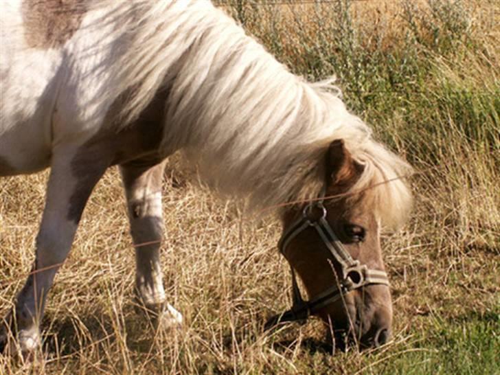 Shetlænder Hiawatha <3 Solgt - R.I.P - hutta igenn<3<3<3<3 billede 9