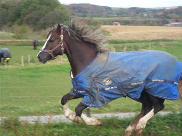 Welsh Cob (sec D) Prince T - Gammel Part <3 - Med sit meget blå dække, i sin herlige kæmpe galop *November 2007* billede 2