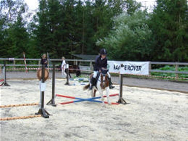 Shetlænder Buller R.I.P - Buller og mig starter GP til shetlænder stævne <3 vi vandt  billede 18