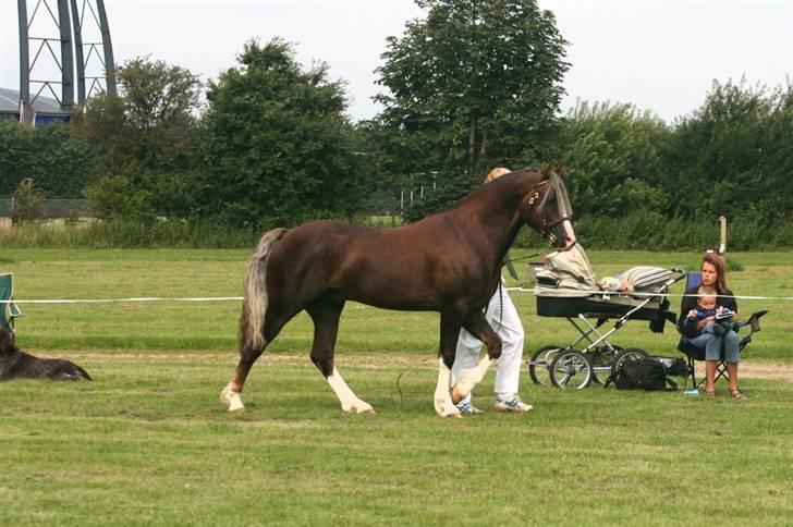 Welsh Cob (sec D) Prince T - Gammel Part <3 - Til kåring - kåret IIa, altså anden klasse. Weekendens anden bedste hingst! billede 3