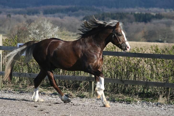 Welsh Cob (sec D) Prince T - Gammel Part <3 - Lækker, lækker, lækker. :b  billede 5