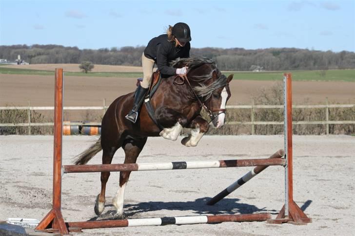 Welsh Cob (sec D) Prince T - Gammel Part <3 - Prince og Michelle over et lille spring. billede 7