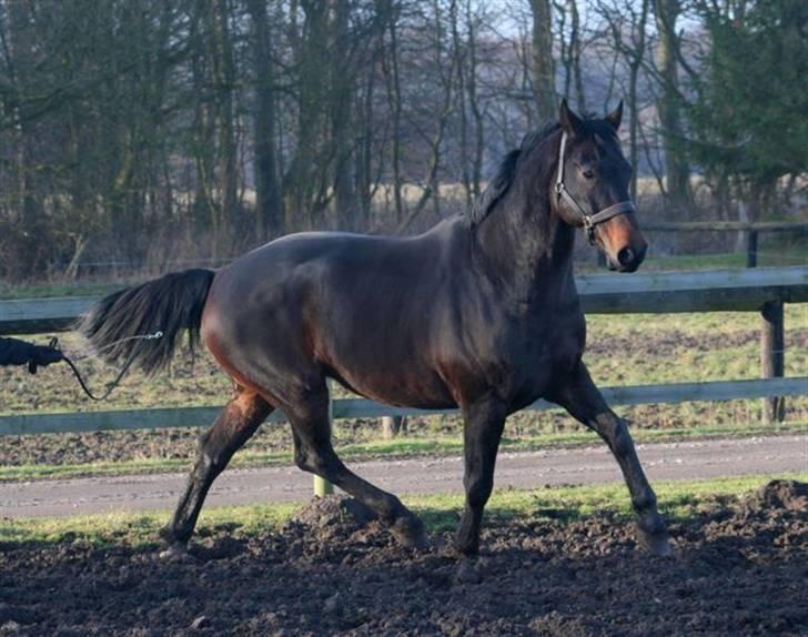 Hannoveraner Gondorri, R.I.P - Smukke dreng... Taget af Picola billede 16