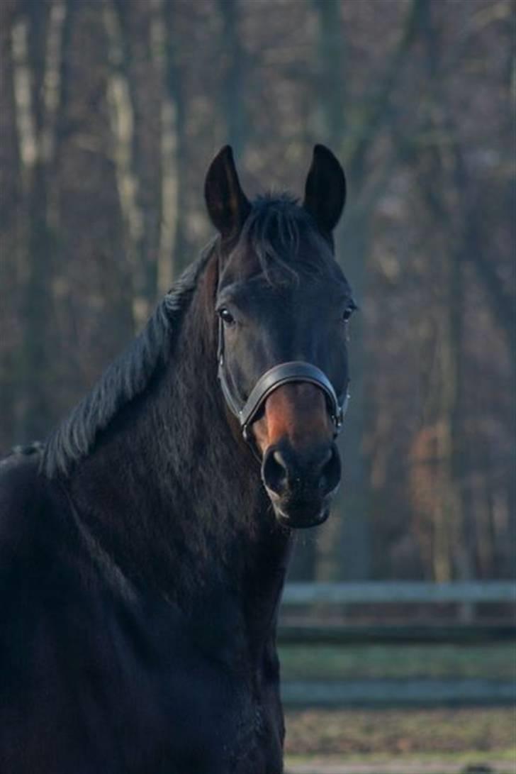 Hannoveraner Gondorri, R.I.P - Taget af Picola billede 18