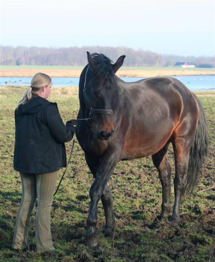 Hannoveraner Gondorri, R.I.P - Taget af Picola billede 19