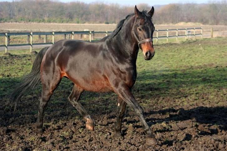 Hannoveraner Gondorri, R.I.P - Taget af Picola billede 20