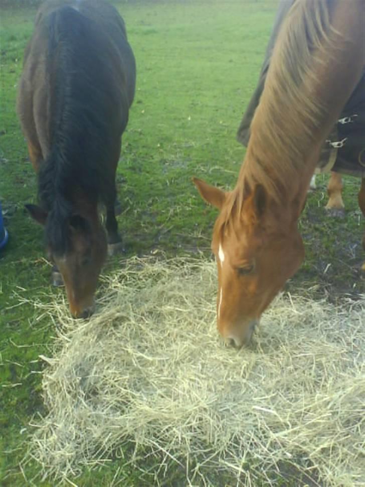 Anden særlig race Eddy - Velkommen til Eddy profil :) INGEN BILLEDER MÅ KOPIERS! billede 1