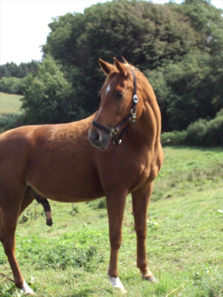 Anden særlig race Eddy - Eddy nyder det gode vejr :) INGEN BILLEDER MÅ KOPIERS! billede 2