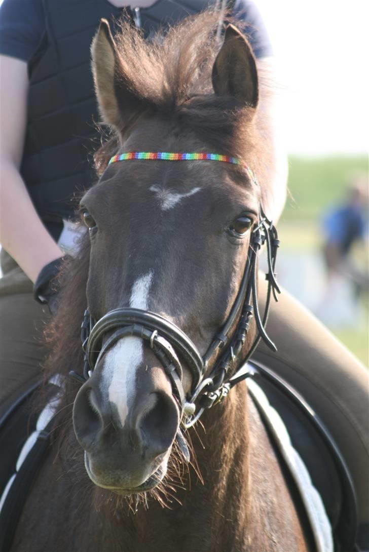 Anden særlig race Santos ¤Rideskole hest¤ billede 15