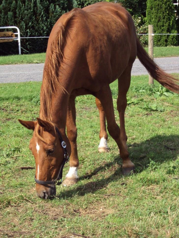 Anden særlig race Eddy - Græsser li´:) INGEN BILLEDEDER MÅ KOPIERS! billede 3