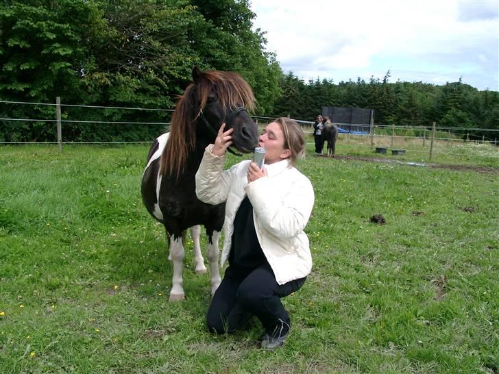Shetlænder Bullermand - Gitte og Buller på marken en sommerdag, ren reklame... billede 4