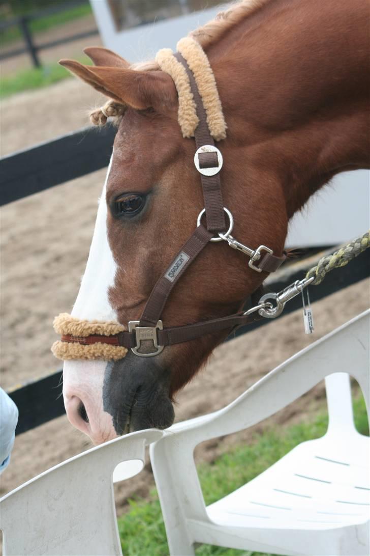 Irish Cob sjors, SOLGT;*( - lb´en på suså billede 8