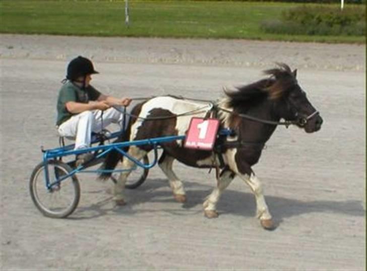 Shetlænder Bullermand - Frederik og Bullermand på den gamle travbane i viby for nogle år siden... billede 5
