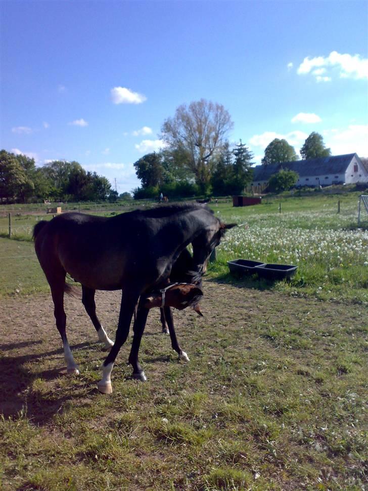 Arabisk fuldblod (OX) Kozak  - »kozak og dakoda (; bedstevenner (L). billede 2