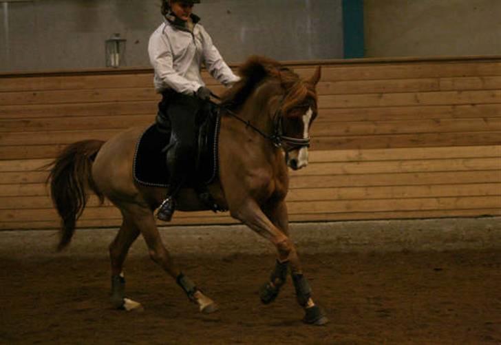 Anden særlig race Maccoy - Galop billede :D billede 5