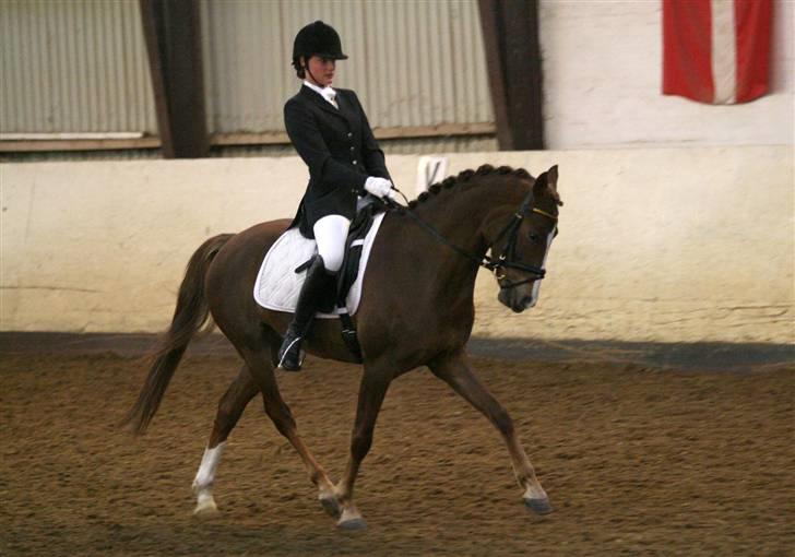 Anden særlig race Maccoy - traversade til stævne i ringkøbing, 1. og 3. plads ;) billede 6
