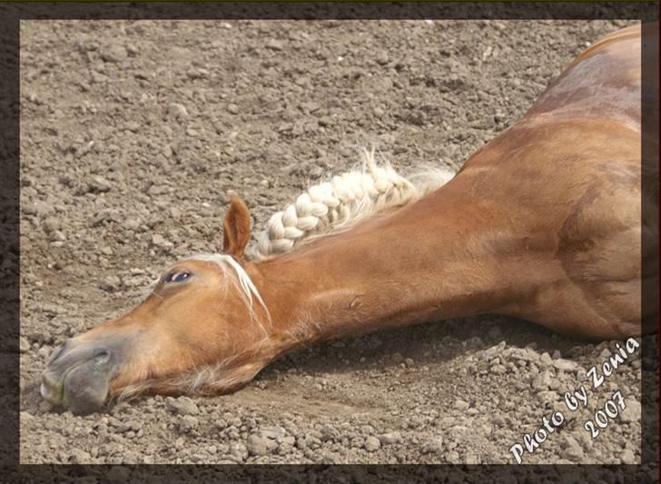 Haflinger JULIANE Á ROSENDAL billede 4