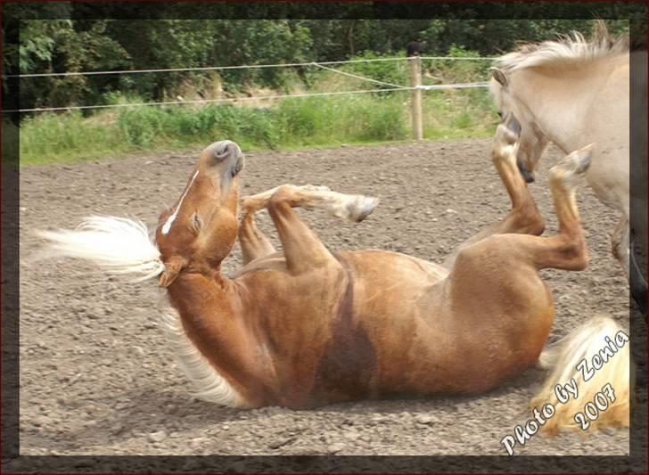 Haflinger JULIANE Á ROSENDAL billede 5