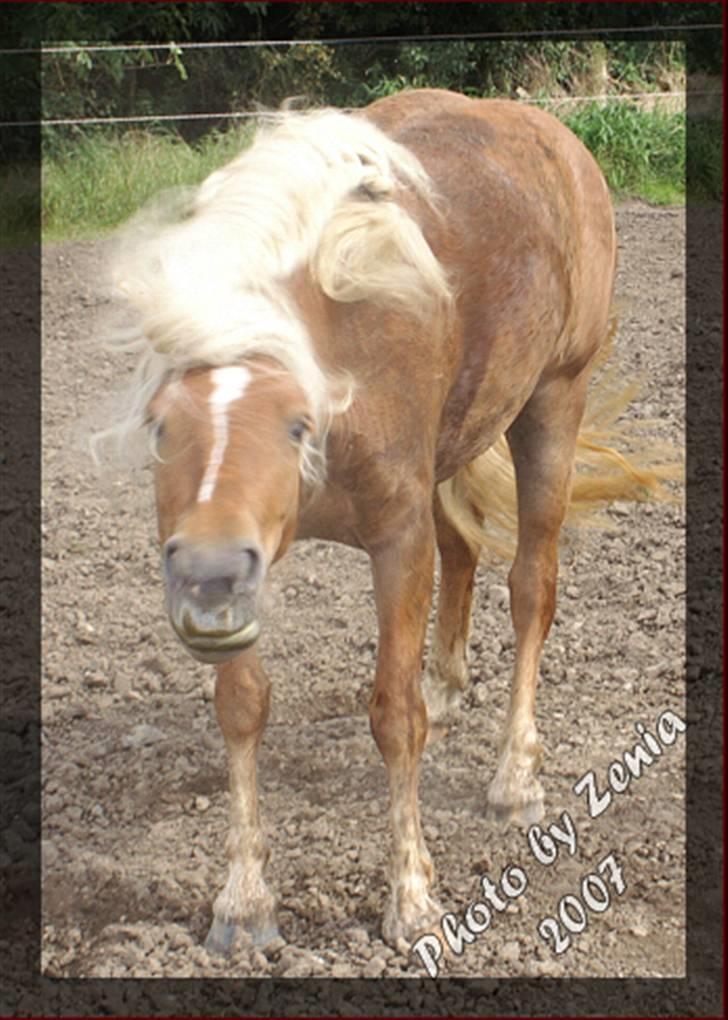 Haflinger JULIANE Á ROSENDAL billede 6