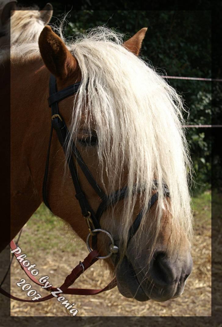 Haflinger JULIANE Á ROSENDAL billede 1