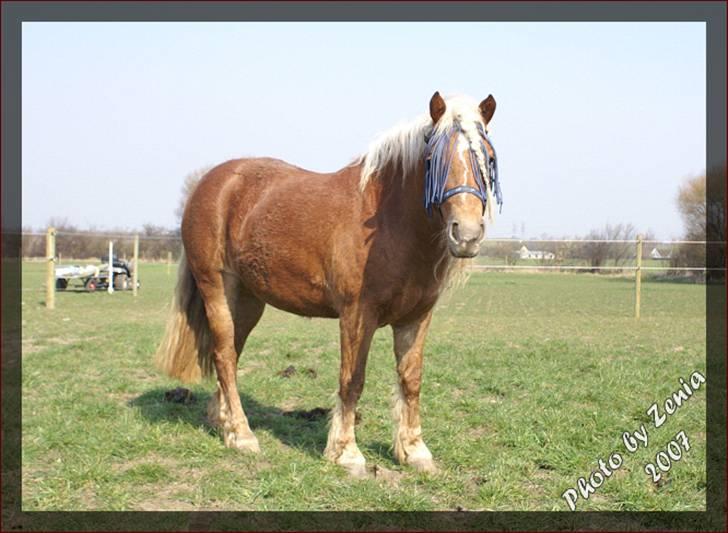 Haflinger JULIANE Á ROSENDAL billede 8