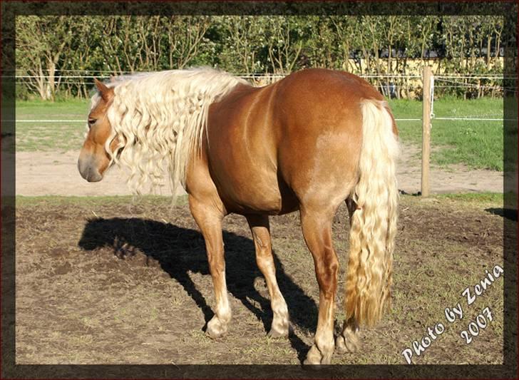 Haflinger JULIANE Á ROSENDAL billede 9