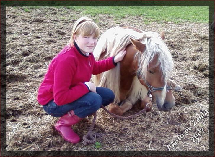 Haflinger JULIANE Á ROSENDAL billede 10