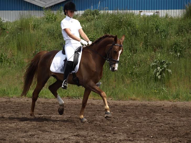 Anden særlig race Maccoy - Trav opvarmning la2, 66,7 % 2. plads. og en rigtig strid maccoy :D men fiiine ben :D<3 billede 8