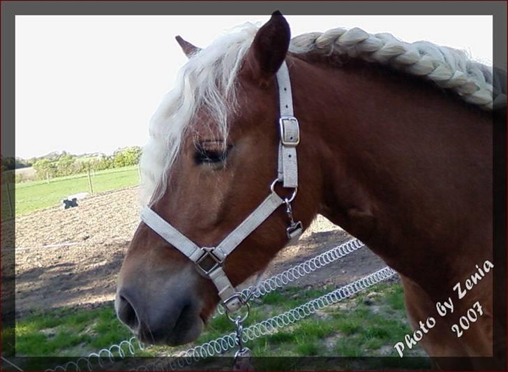 Haflinger JULIANE Á ROSENDAL billede 11