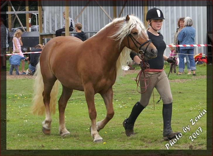 Haflinger JULIANE Á ROSENDAL billede 12