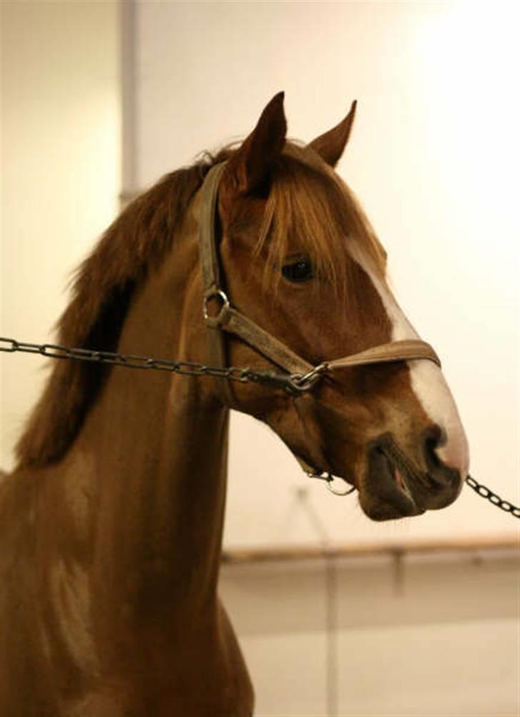 Anden særlig race Maccoy - Maccoy :) billede 12