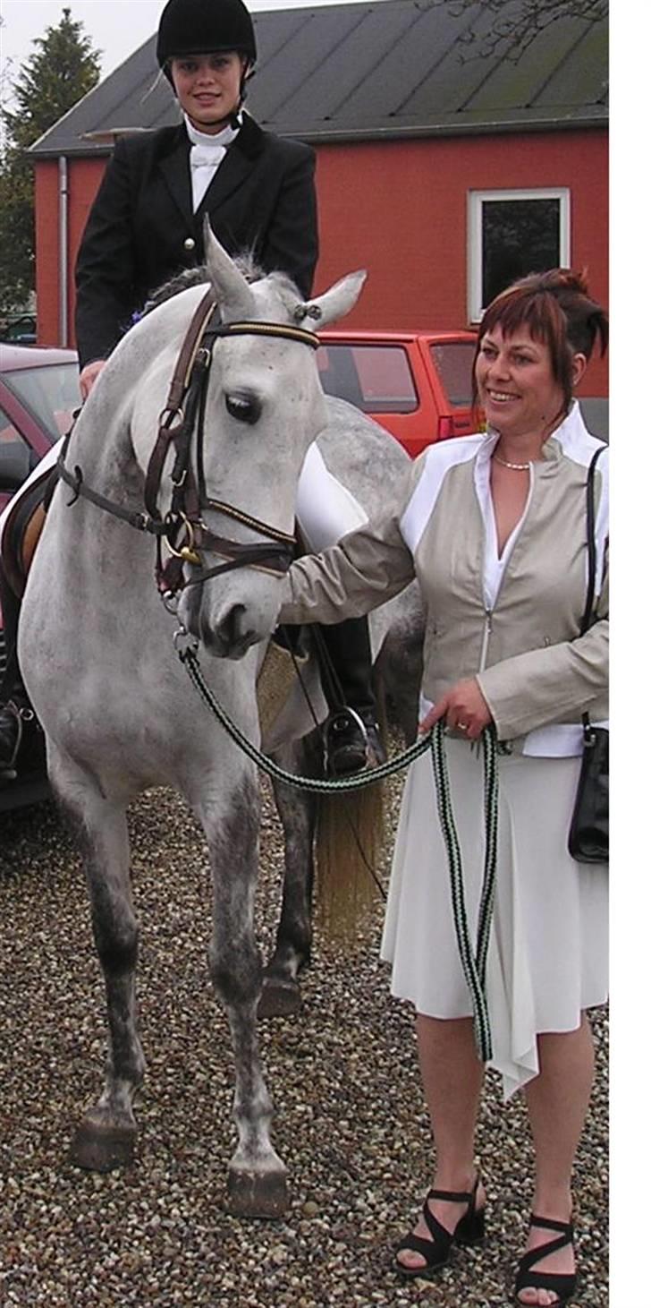 Lipizzaner oma billede 2
