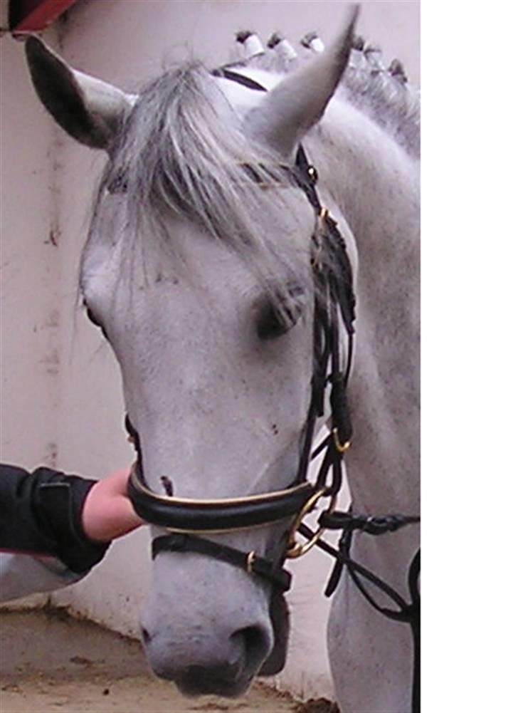 Lipizzaner oma billede 4